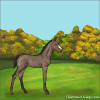 Horse Color:Liver Red Dun Rabicano 