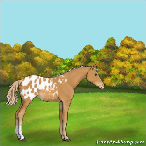 Horse Color:Palomino Appaloosa 