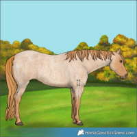 Horse Color:Red Roan 