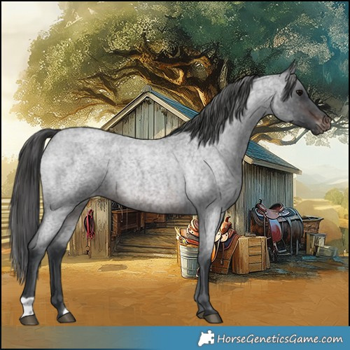 Horse Color:Brown Roan Appaloosa 