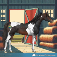 Horse Color:Brown Tobiano Appaloosa 