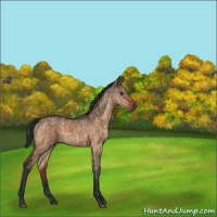 Horse Color:Brown Dun  and Bay Dun 
