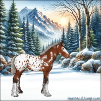 Horse Color:Gray White Spotted Silver Bay Appaloosa 