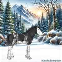 Horse Color:White Spotted Black Splash 