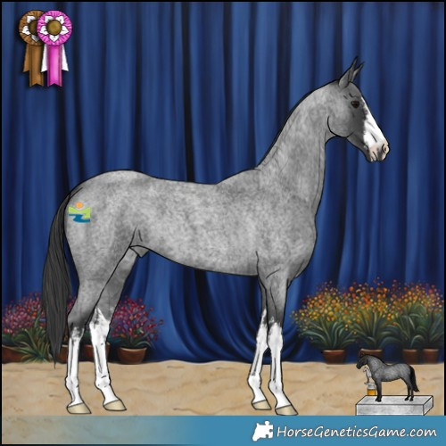 Horse Color:White Spotted Blue Roan 