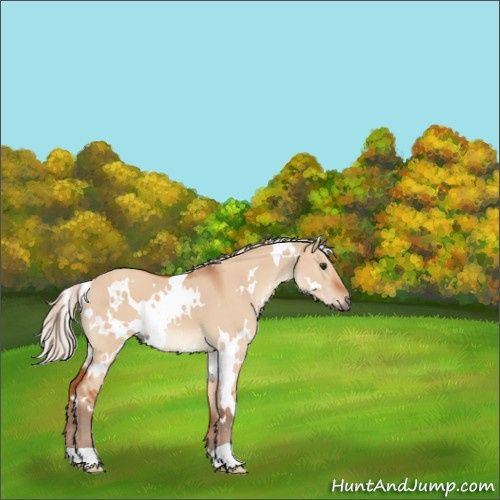 Horse Color:White Spotted Silver Bay Dun 