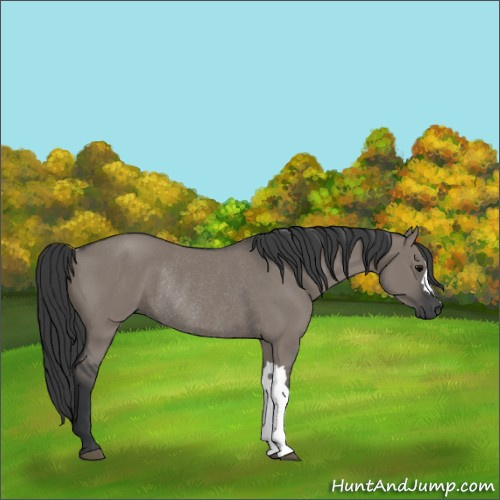 Horse Color:Grullo Rabicano 