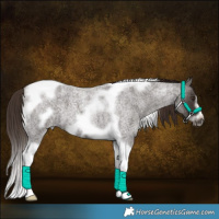 Horse Color:Liver Red Roan Tobiano Frame 