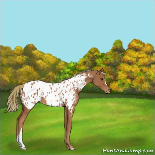 Horse Color:Chestnut Appaloosa 