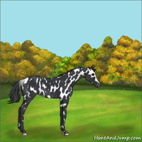 Horse Color:Black Appaloosa 