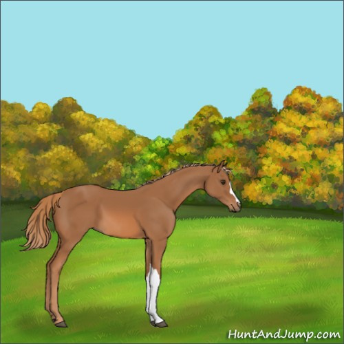 Horse Color:Chestnut 