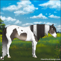Horse Color:Smoky Black Sabino Tobiano 