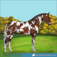 Horse Color:White Spotted Silver Brown