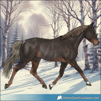 Horse Color:Liver Chestnut Rabicano 