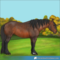 Horse Color:Brown Rabicano  and Brown Rabicano 