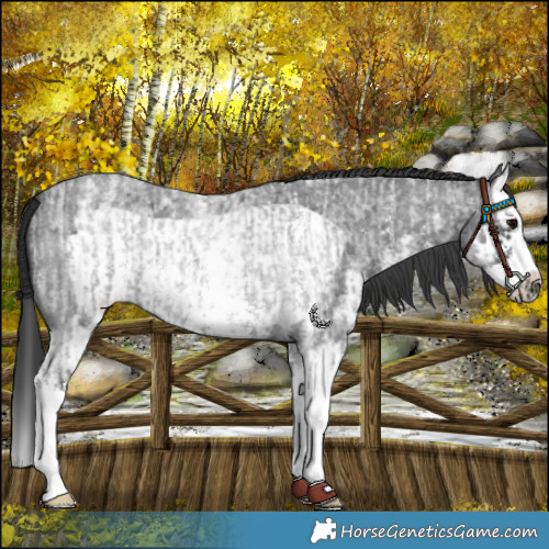 Horse Color:Blue Roan Sabino Splash  and Blue Roan Sabino Splash Frame 