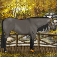 Horse Color:Gray Grullo 