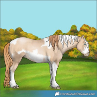 Horse Color:Chocolate Palomino Pearl Tobiano Frame  and Buckskin Pearl Tobiano Frame 