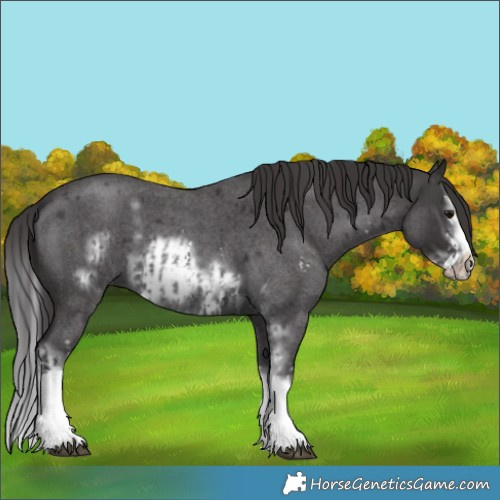 Horse Color:Smoky Blue Roan Sabino Splash  and Smoky Blue Roan Sabino Splash Frame 