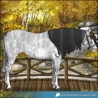 Horse Color:Blue Roan Sabino Splash and Blue Roan Sabino Splash