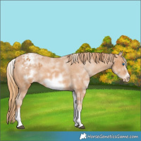 Horse Color:White Spotted Chestnut Frame Appaloosa 