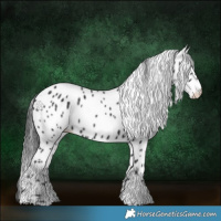 Horse Color:Black Appaloosa Rabicano 