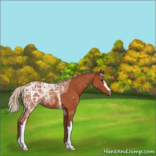 Horse Color:White Spotted Silver Buckskin Ice Rabicano 