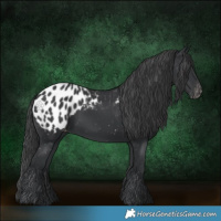 Horse Color:Black Appaloosa 
