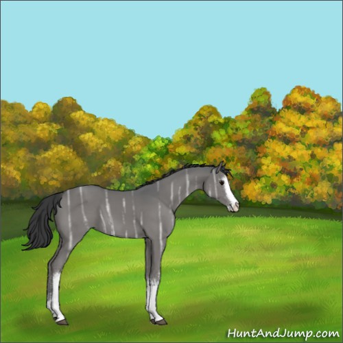 Horse Color:White Spotted Black Ice Splash 