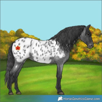 Horse Color:Blue Roan Near Leopard 