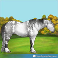 Horse Color:Gray White Spotted Black