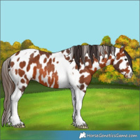 Horse Color:Bay Tobiano Near Leopard Rabicano 