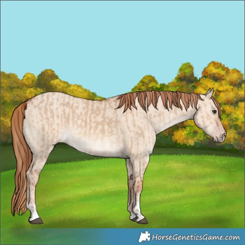 Horse Color:Red Dun  and Gold Champagne Dun 