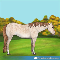 Horse Color:Red Dun  and Gold Champagne Dun 