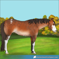 Horse Color:Bay Sabino Appaloosa 