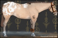 Horse Color:Amber Champagne Sabino Tobiano Blanket  and Amber Champagne Sabino Tobiano Blanket 