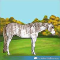 Horse Color:White Spotted Liver Red Dun 