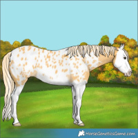 Horse Color:Palomino Splash Appaloosa 