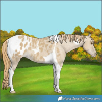 Horse Color:Classic Cream Champagne Dun Tobiano Appaloosa