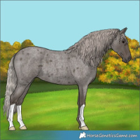 Horse Color:Silver Blue Roan 