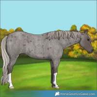 Horse Color:Silver Blue Roan