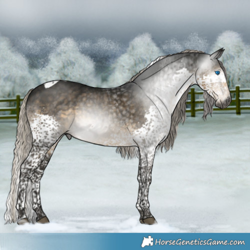 Horse Color:Gray Silver Smoky Black Splash Tobiano 