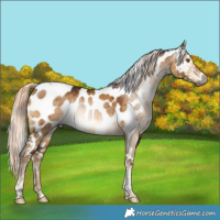 Horse Color:Gray Chocolate Palomino Dun Mushroom Tobiano Appaloosa Rabicano Brindle 