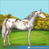 Horse Color:Gray Chocolate Palomino Dun Mushroom Tobiano Appaloosa Rabicano Brindle 