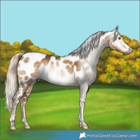 Horse Color:Gray Chocolate Palomino Dun Mushroom Tobiano Appaloosa Rabicano Brindle 