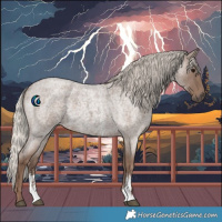 Horse Color:Silver Blue Roan Sabino 