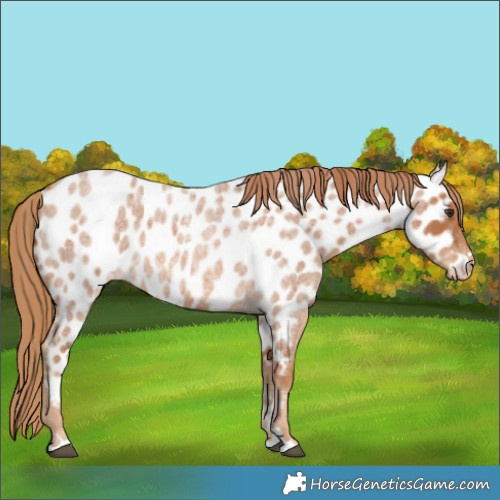 Horse Color:Red Roan Appaloosa 