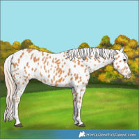 Horse Color:Chestnut Near Leopard 