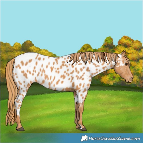 Horse Color:Chestnut Appaloosa 