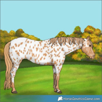 Horse Color:Chestnut Near Leopard 